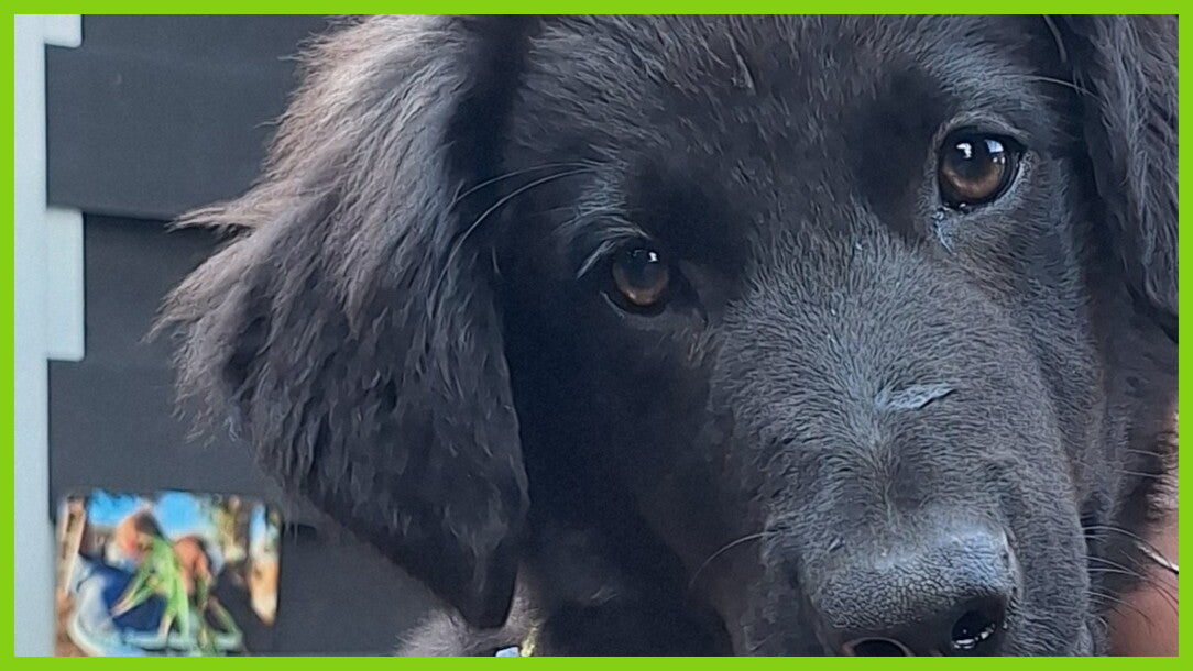 knuffiger Welpe im grünen Sachsen