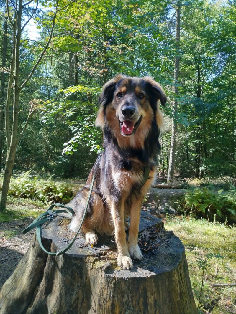 Mischling presäntiert sich im Coswiger Friedewald