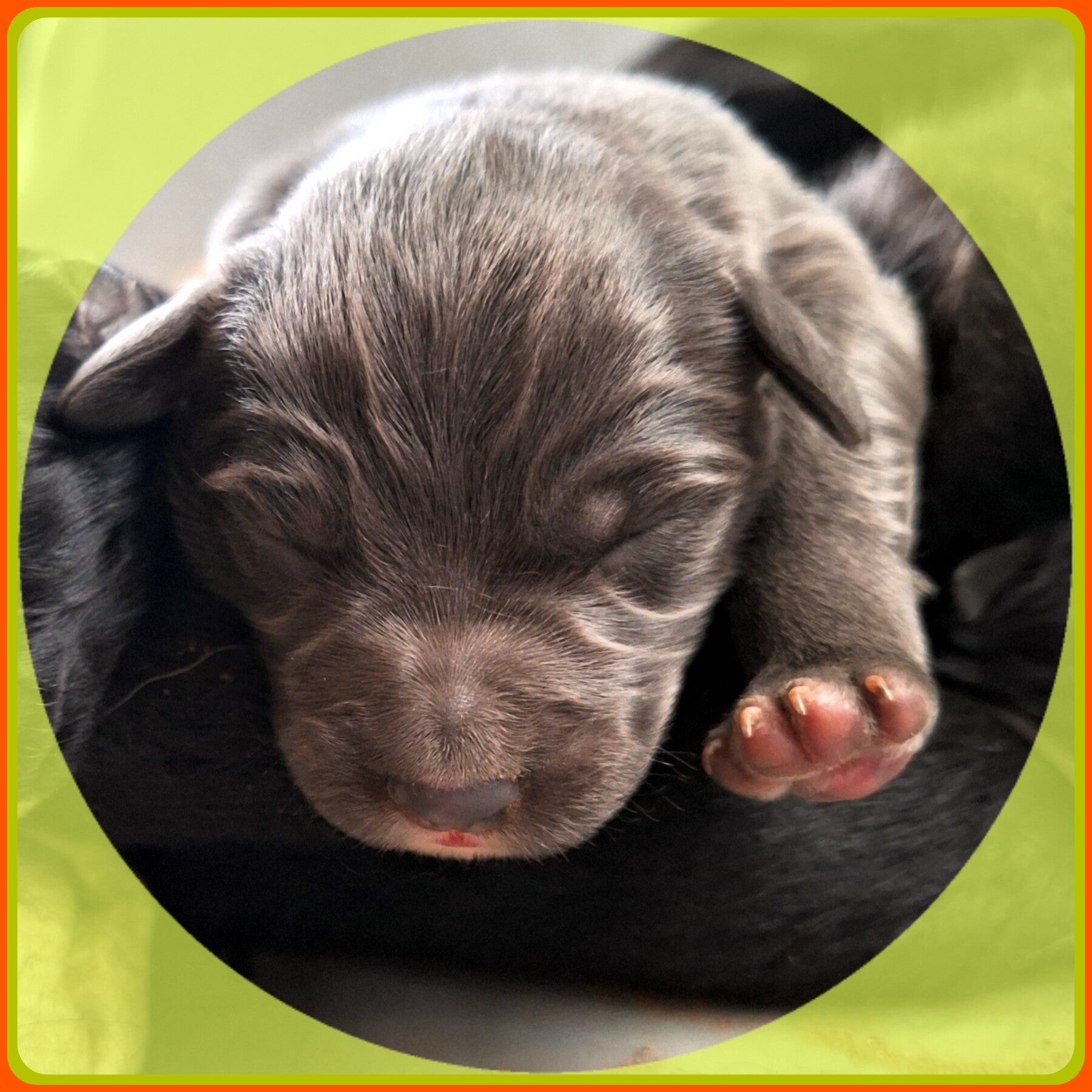 Hundewelpen träumen gemeinsam