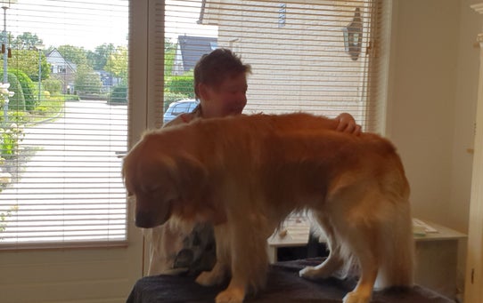 Hondenmassage bij Botanisch in Balans Vledder Drenthe