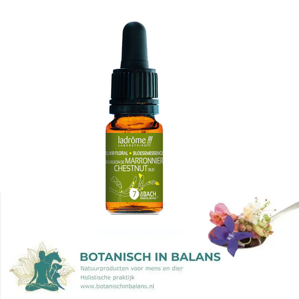 Bachbloesem Kastanjeknop 7 - LaDrôme bio