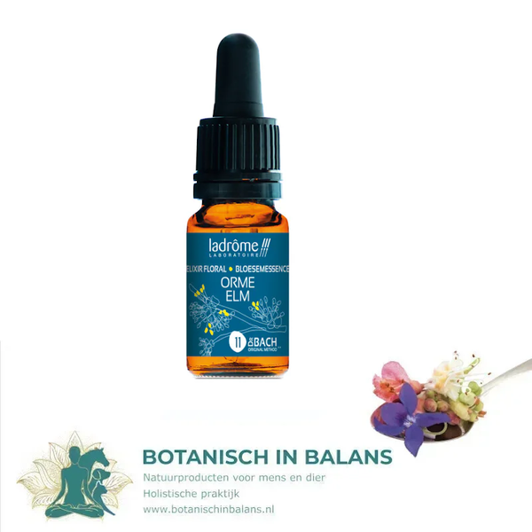 Bachbloesem Veldiep 11 - LaDrôme bio