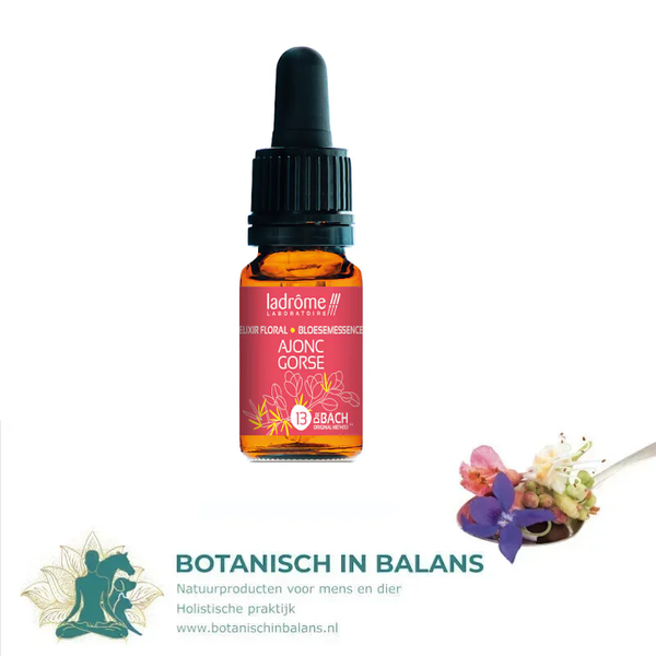 Bachbloesem Gaspeldoorn 13 - LaDrôme bio