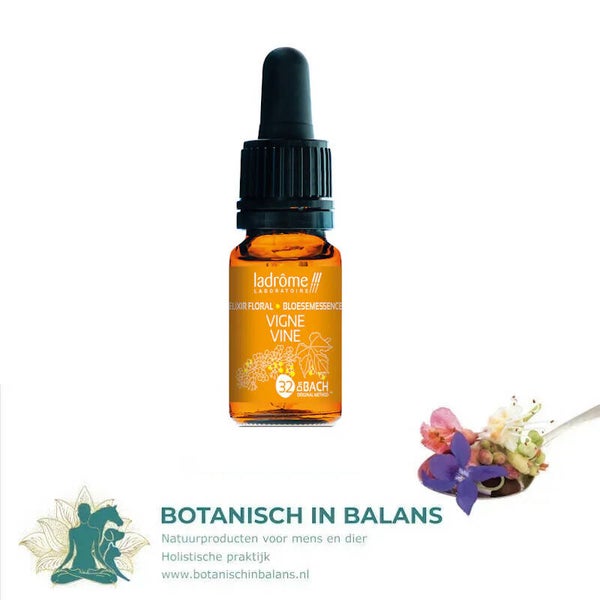 Wijnstok 32 - Vine bachbloesem - LaDrôme bio