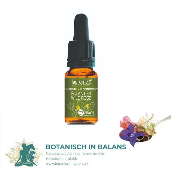 Hondsroos 37 bachbloesem - LaDrôme bio