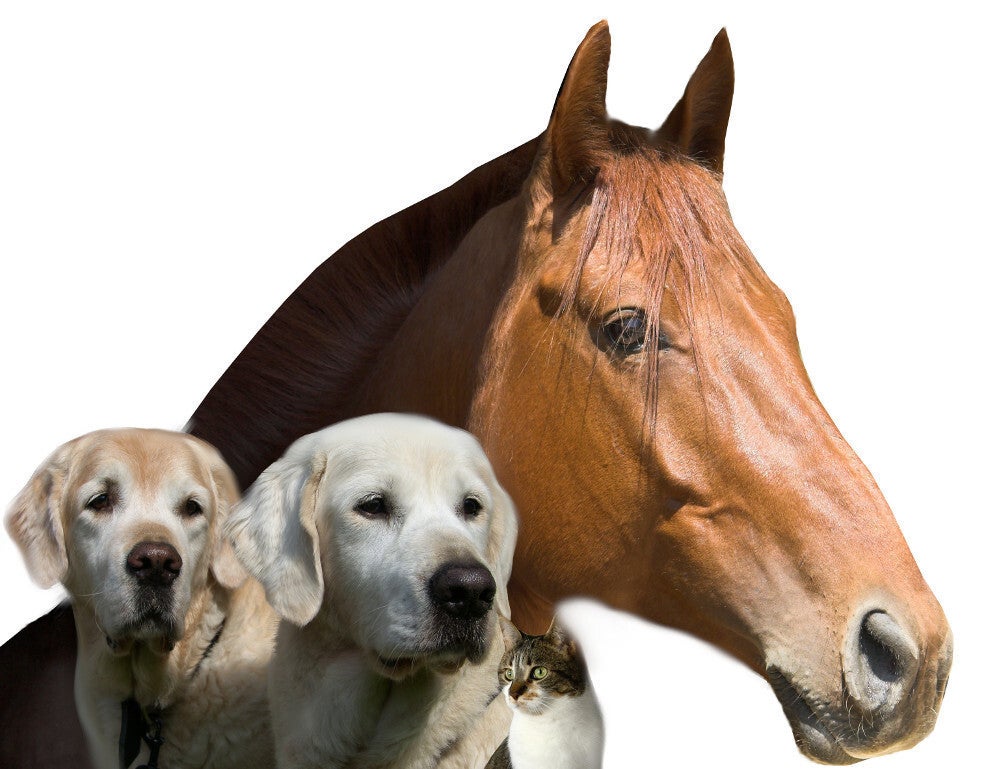 Uit liefde voor onze honden is Botanisch in Balans ontstaan.