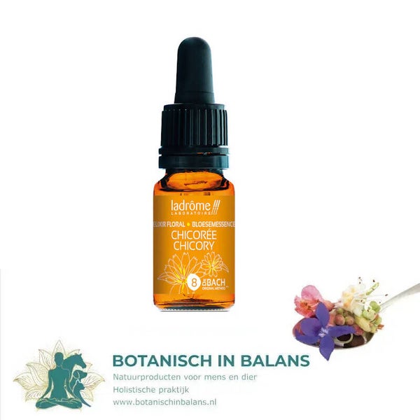 Bachbloesem Chicorei 8 - LaDrôme bio