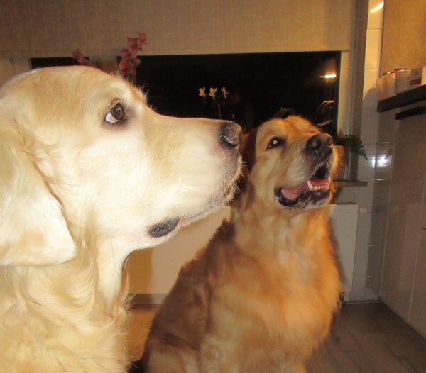 Gespecialiseerd voedingsadviezen en formuleren verse menu's 