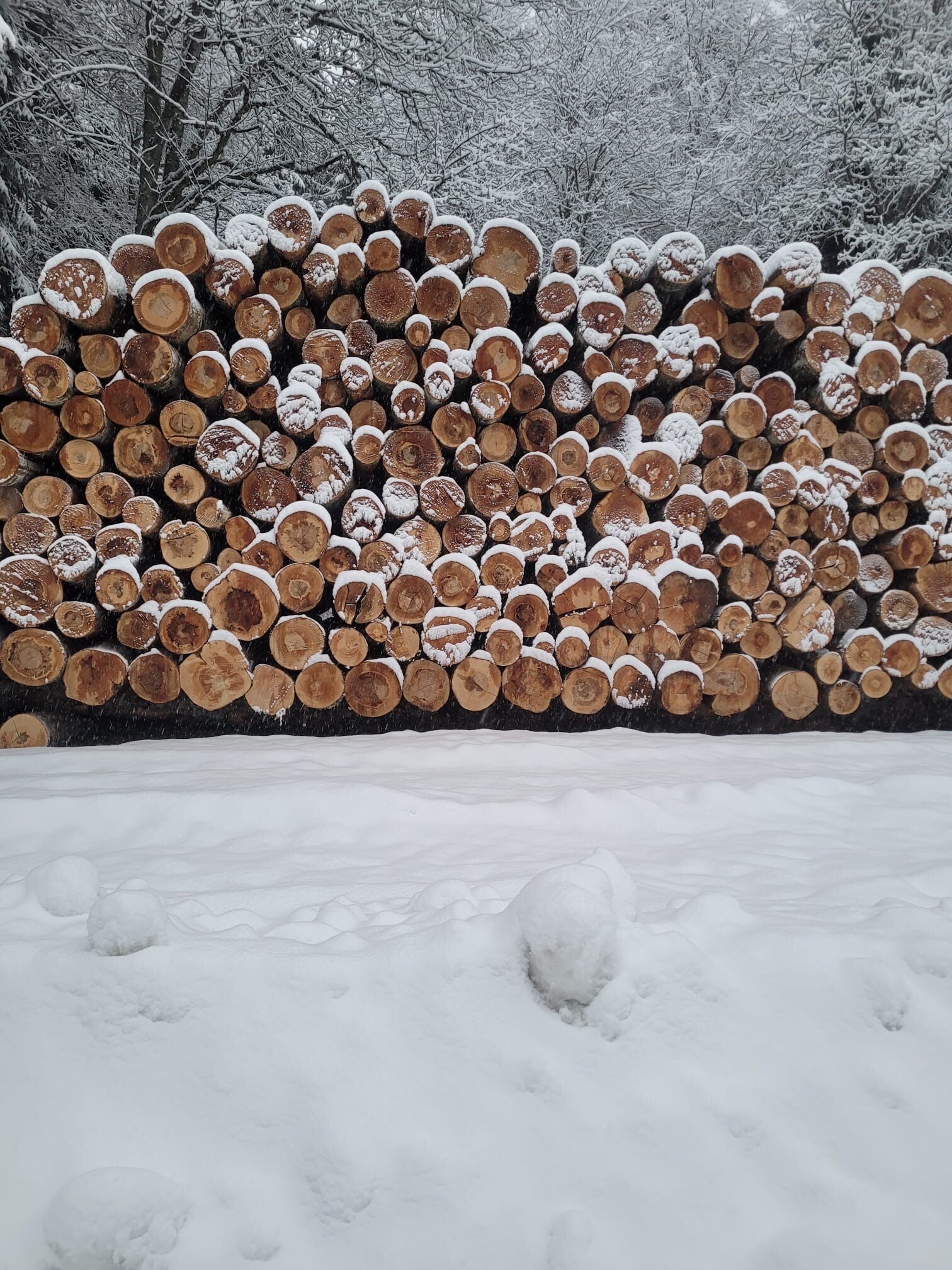hêtre sec a vendre suisse valais . bois de feu bois de chauffage.