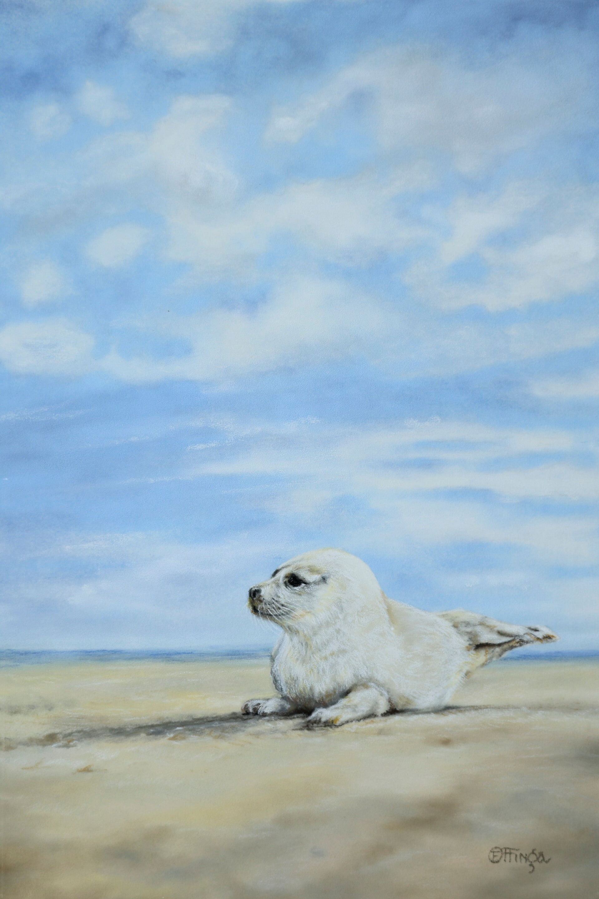Zeehondenpup Vlieland
