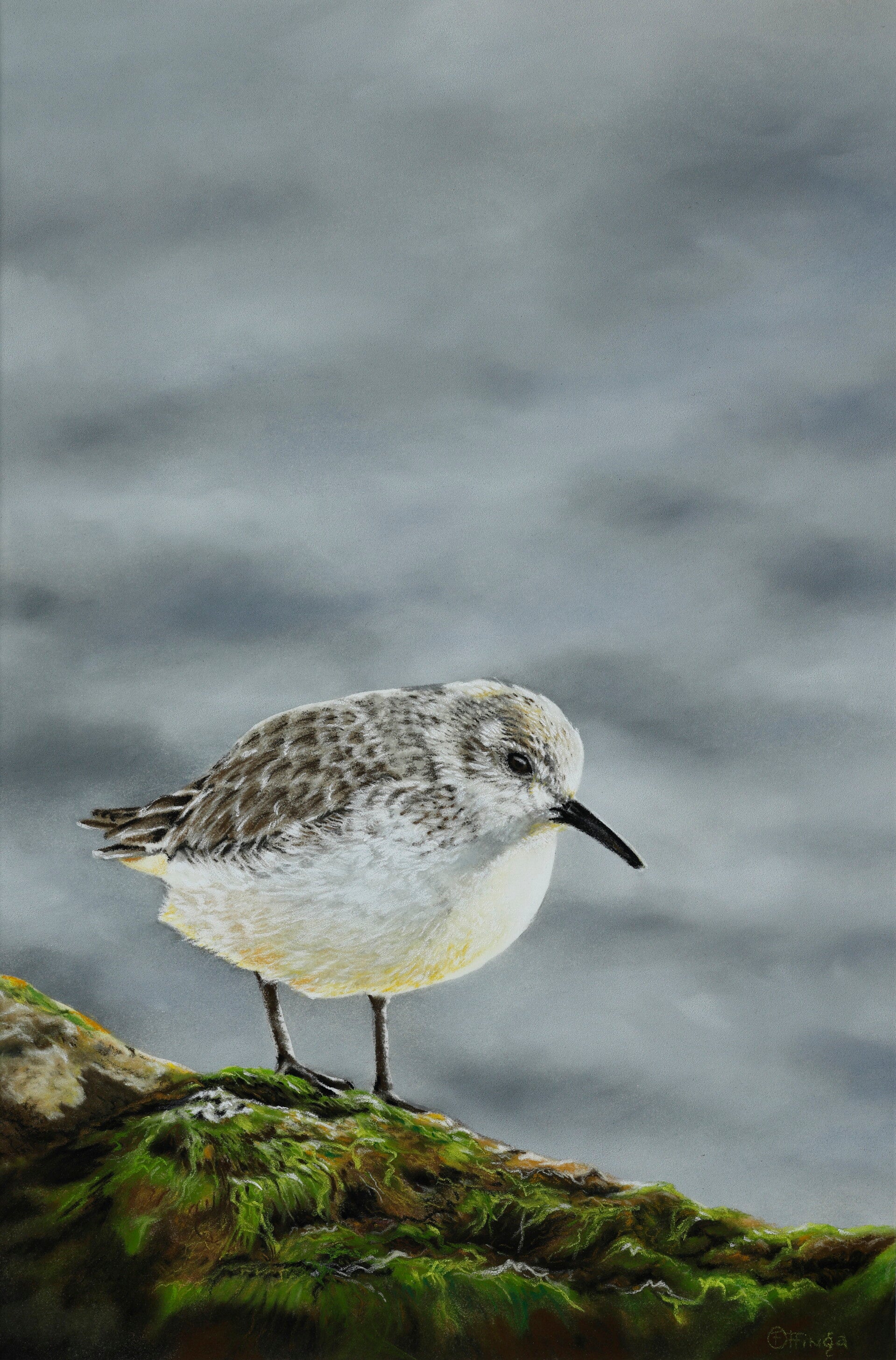 Drieteenstrandloper Vlieland