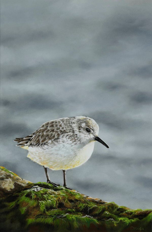 Drieteenstrandloper Vlieland