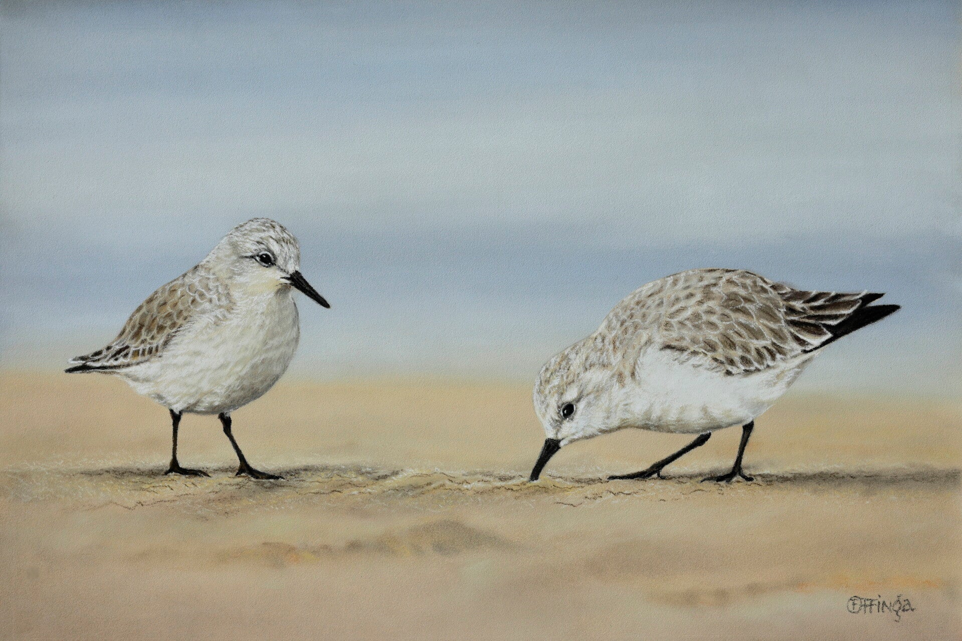 Duo drieteenstrandlopers Vlieland