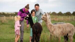 2 adults and 2 children with a white alpaca and a black alpaca. All smiling. 