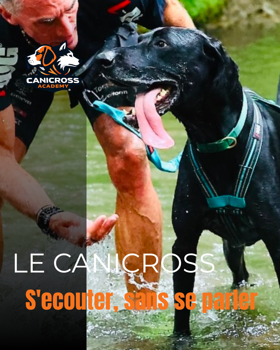 Relation attentive entre un chien de canicross et son humain