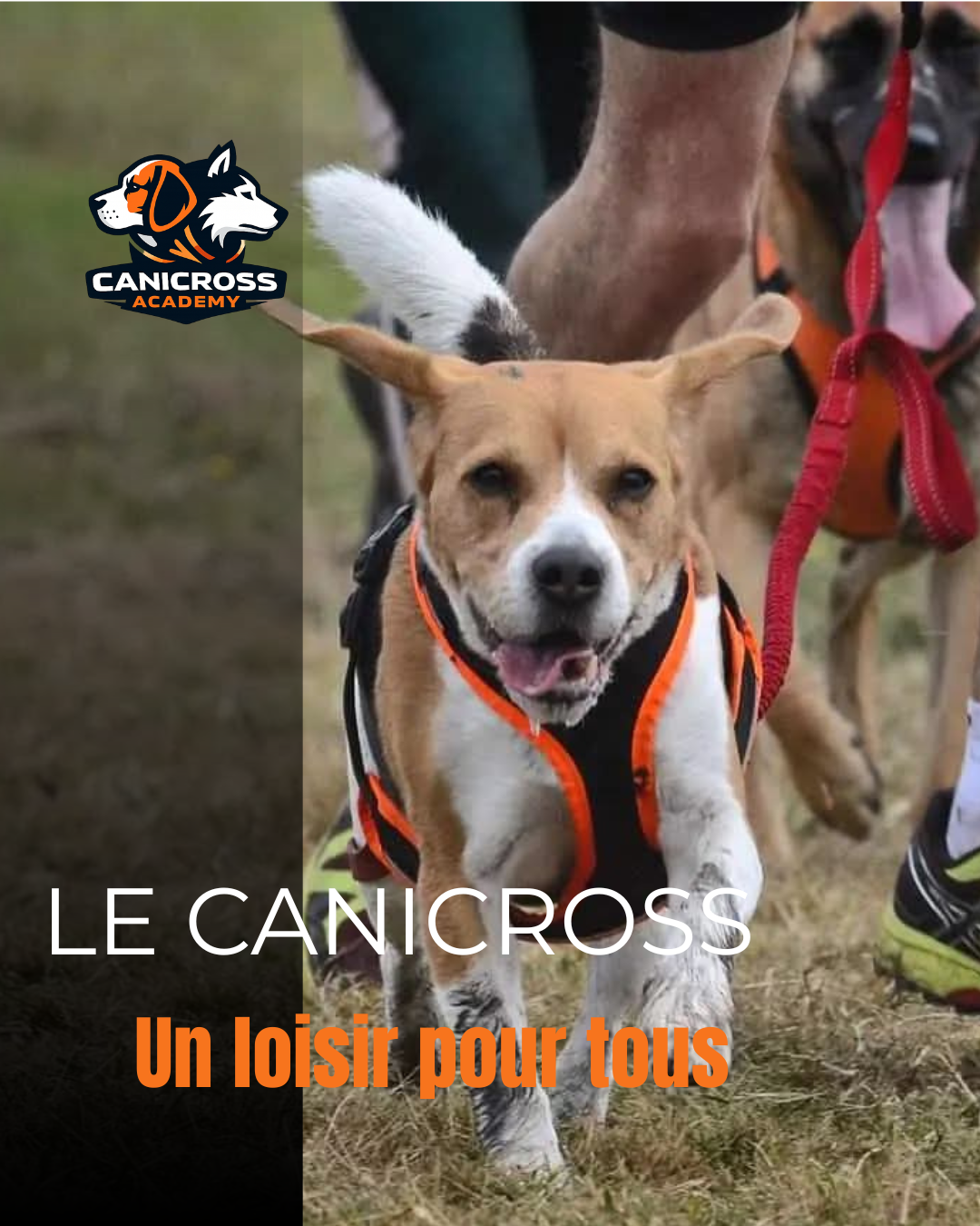 Chien équipé d’un harnais pratiquant le canicross avec son humain