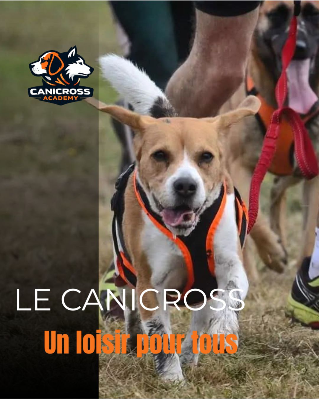 Chien équipé d’un harnais pratiquant le canicross avec son humain