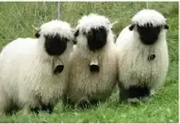 Walliser Schwarznase