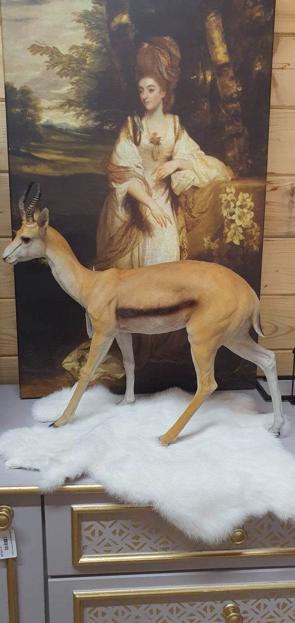 Prachtige Antilope