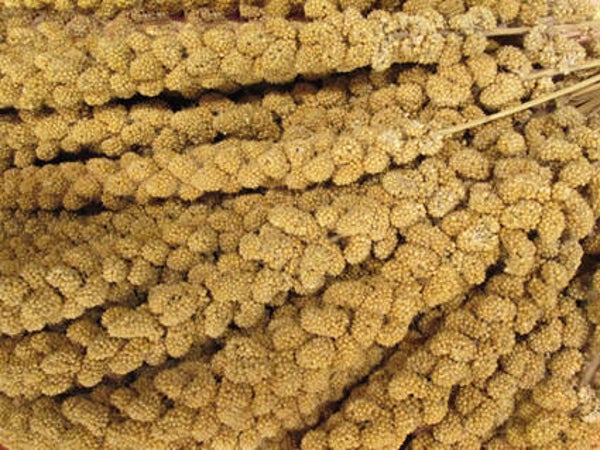 Tijssen Trosgierst 5kg