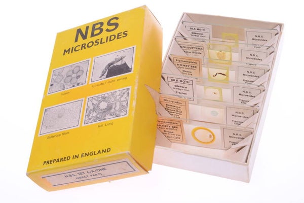 6 NBS MICROSLIDES MICROSCOPE SPECIMEN SLIDES INSECTS PREPARED IN ENGLAND