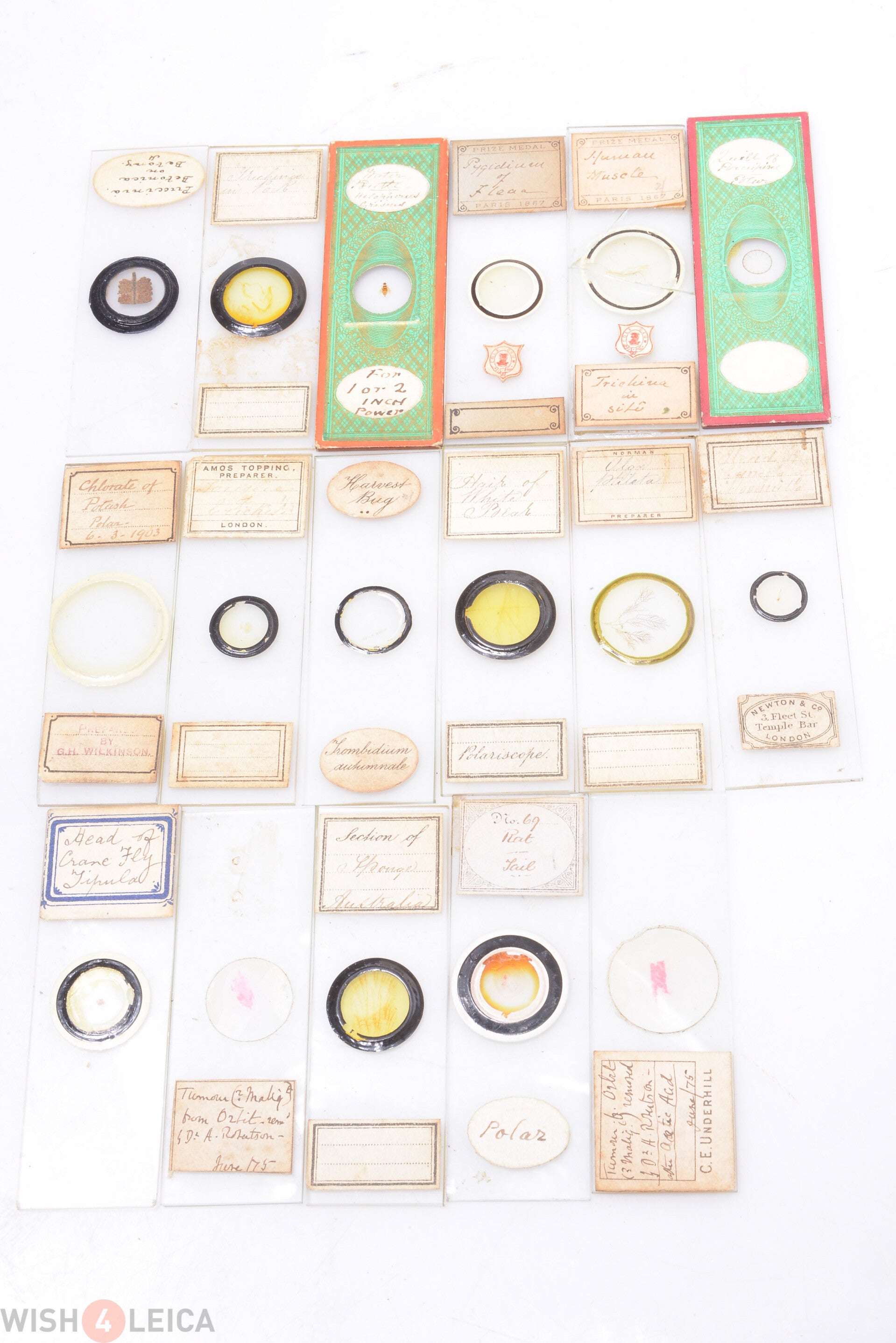 ANTIQUE MICROSCOPE SPECIMEN SLIDES C. 1900 17 PIECES AMOS, COLE DEUM, NEWTON