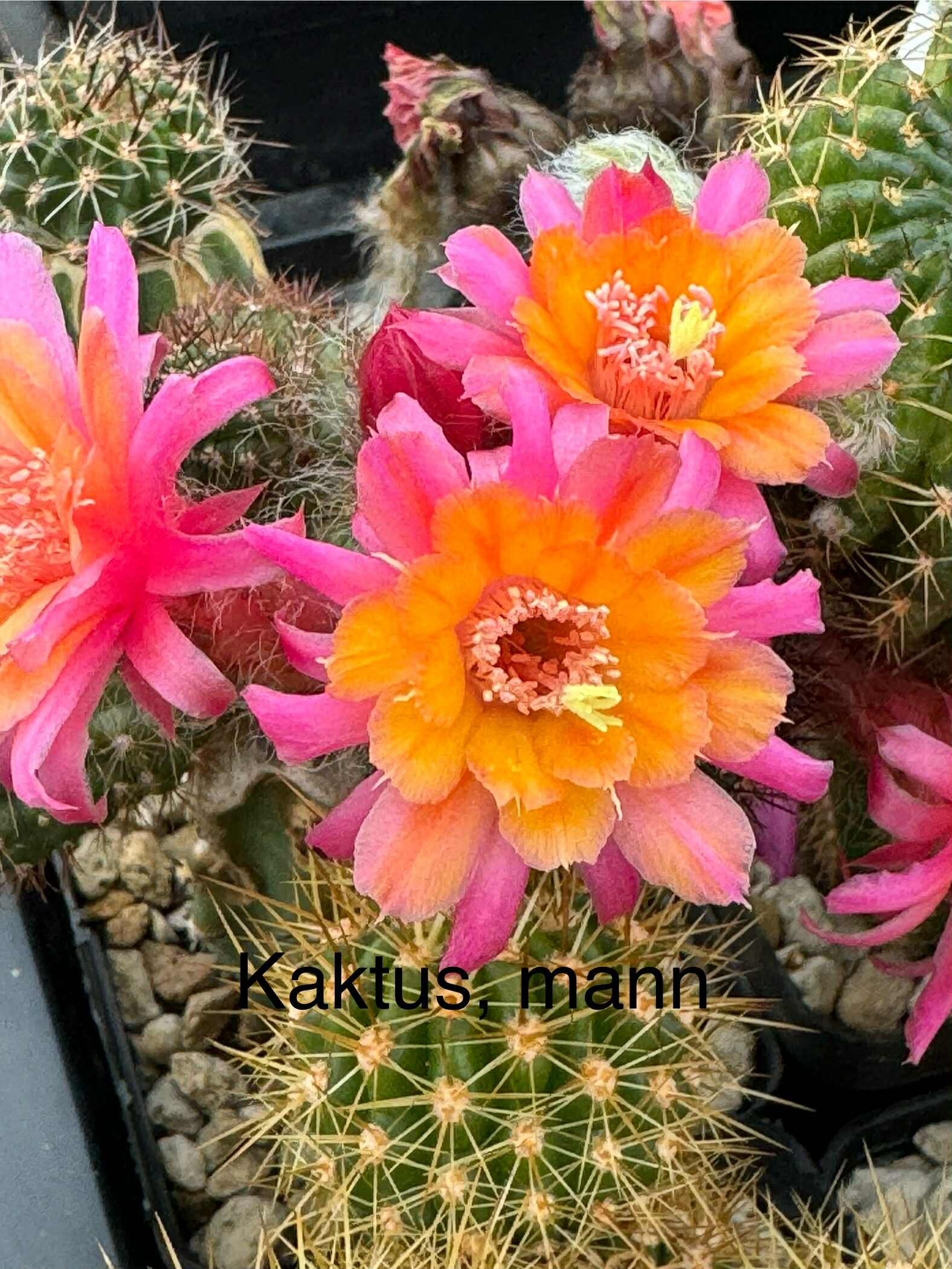 HWH Funkenmariechen bewurzelt/teils unbewurzelt