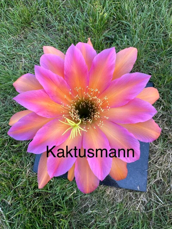KA.2019.0137.CHK.004