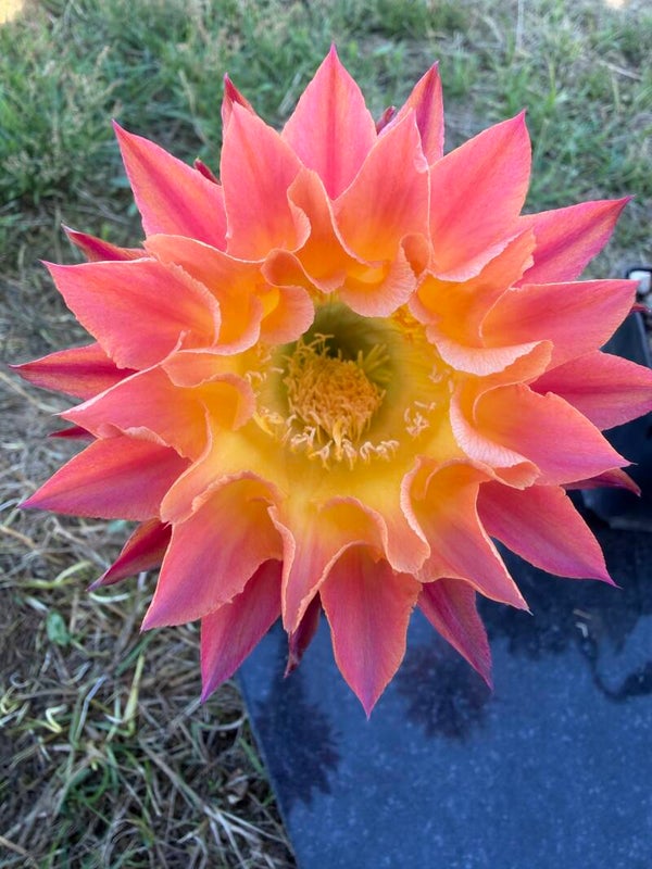 16-2002