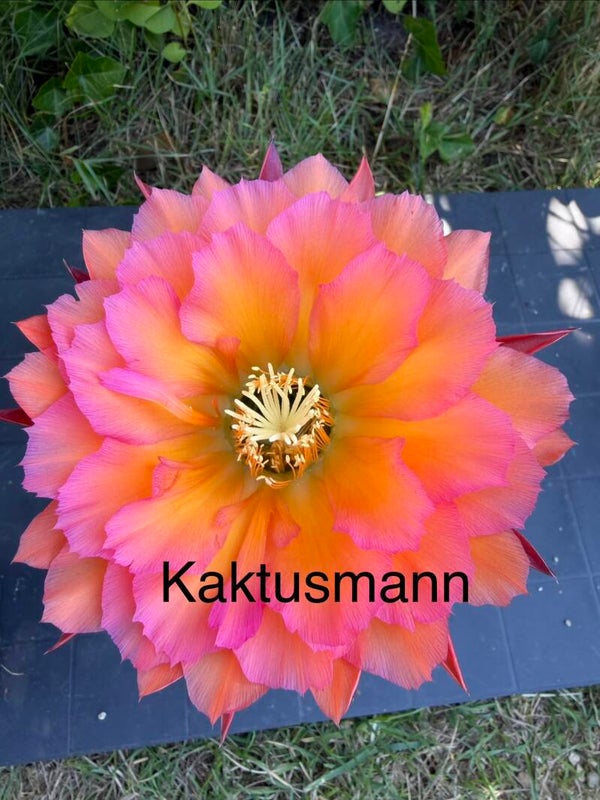 KA.2020.0060.CHK.006
