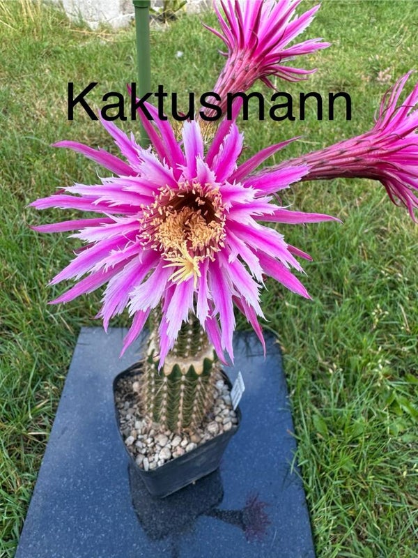 Hildewintera Hybride Barbara Kellner