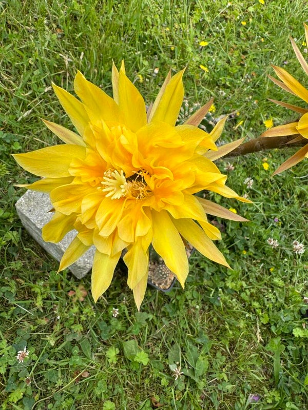Papagena