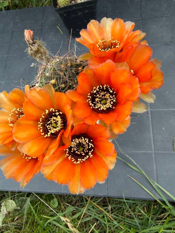 Lobivia Jajoiana N.