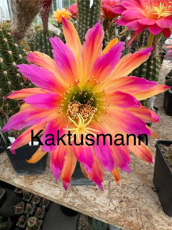 Mystik Flame1
