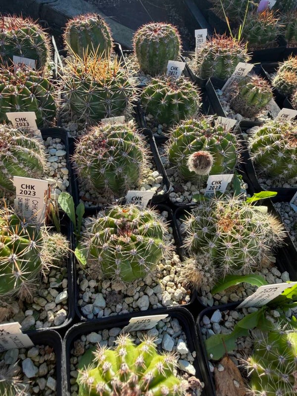 Echinopsis Paket