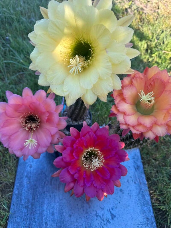 Trichocereus Paket 1