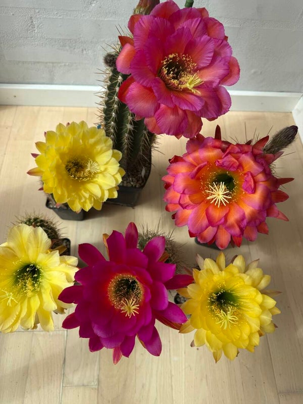 Paket 3