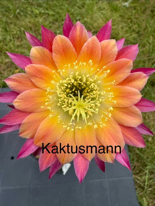 Lobivia mandala