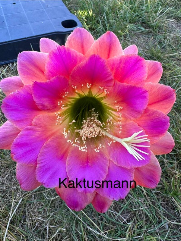 KA.2020.0009.CHK.047