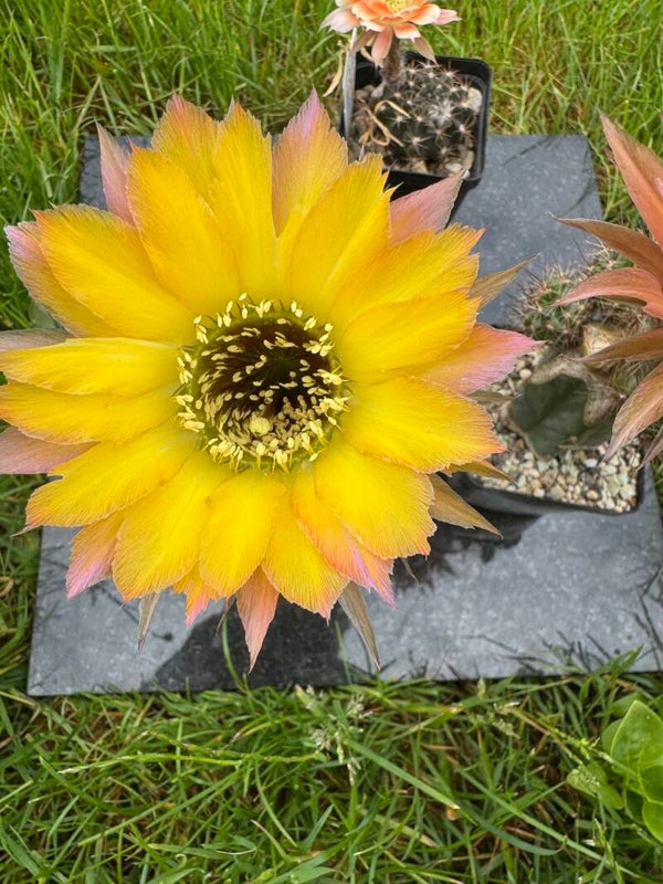 Yellow Frill