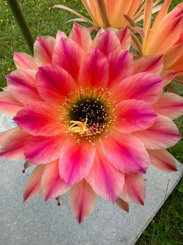 Kitty Hawk Mutterpflanze gepropft