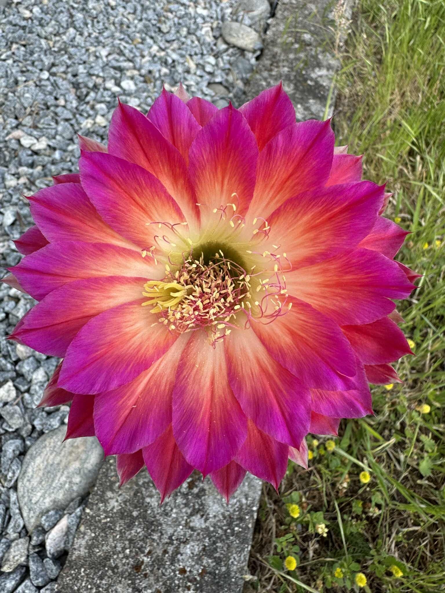 Multihybride Miraculix