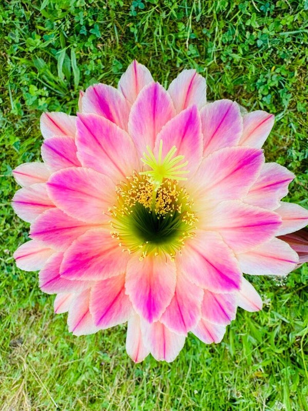 Tricolora KE.2012.0034.001