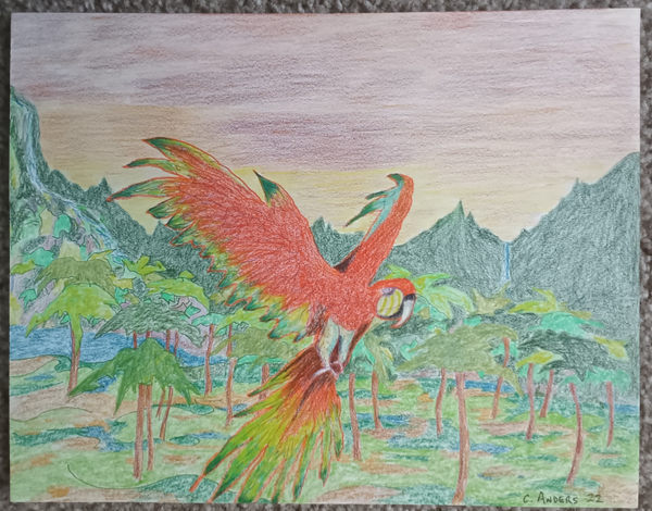 a red parrot