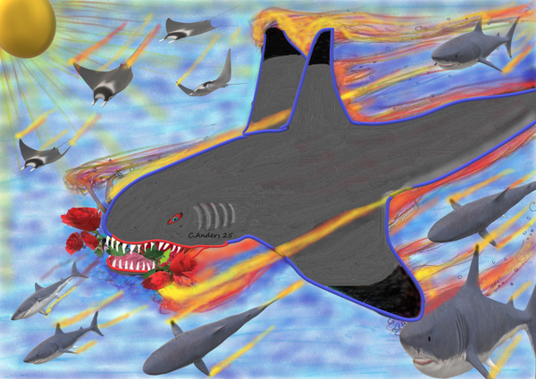 Black tipped refer shark