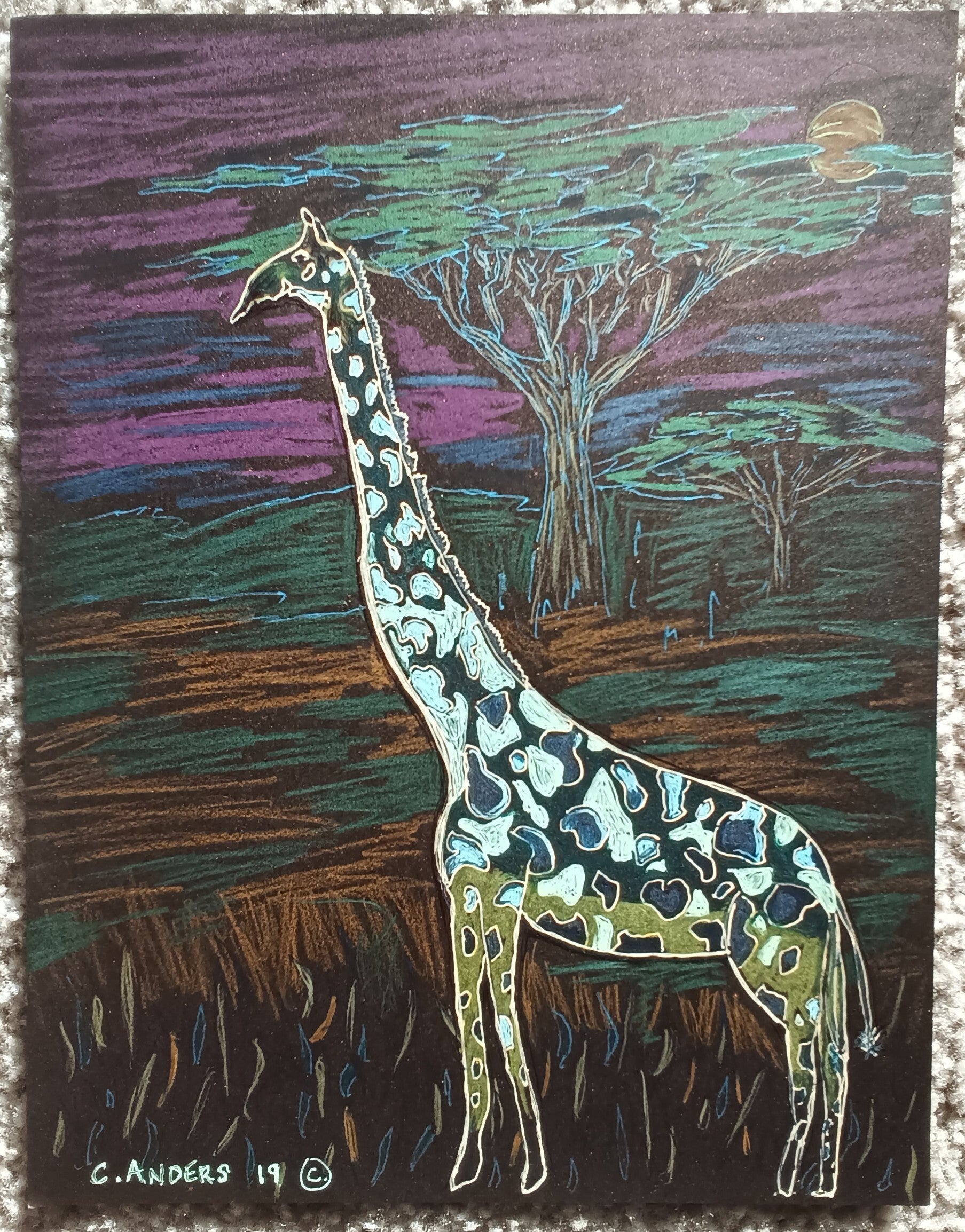giraffe at night
