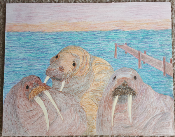 three walrus'