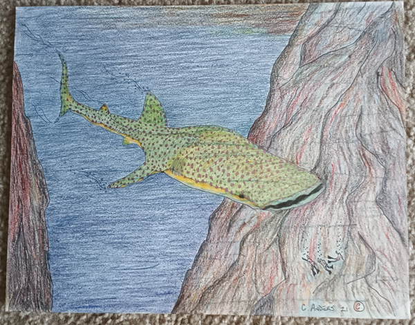 whale shark with divers