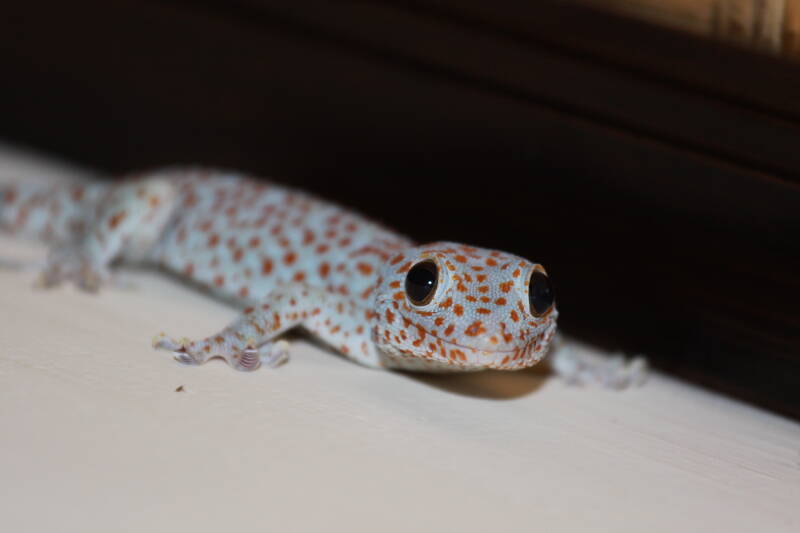 Tokeh at #17, Selamat Datang