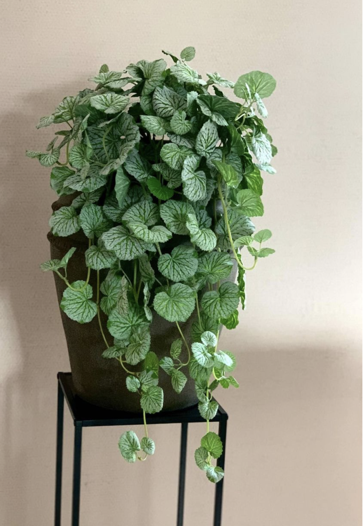 XXL hangplant - 1 in de pot op de foto!